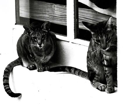 Mascottes — Résidence Clys